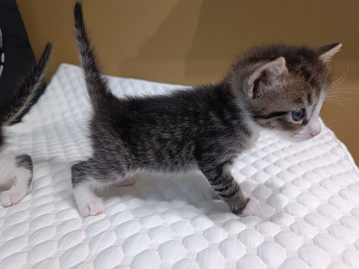 Так похож на Фуфырика!