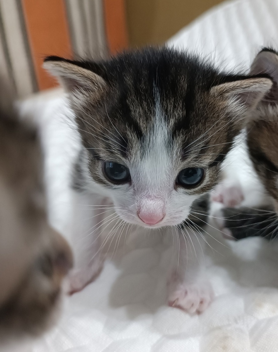 Зефирчик самый любопытный