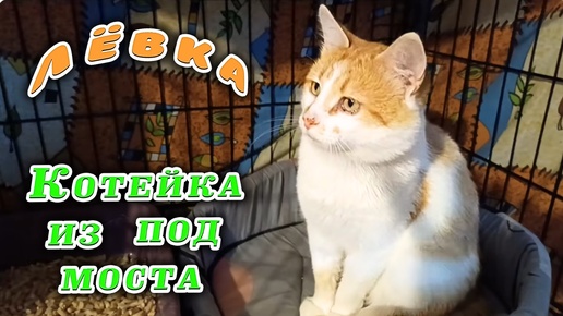 Лëвка. Котейка из под моста.