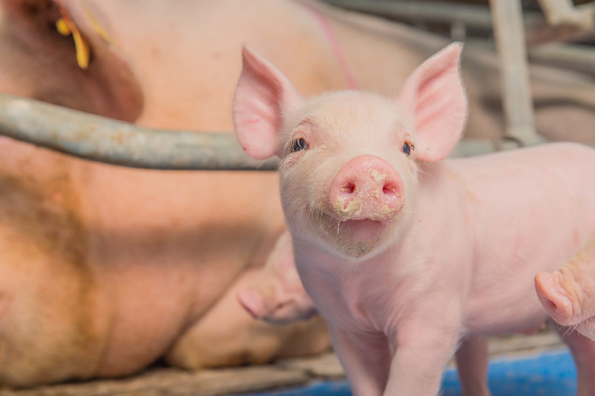 Добавьте описание