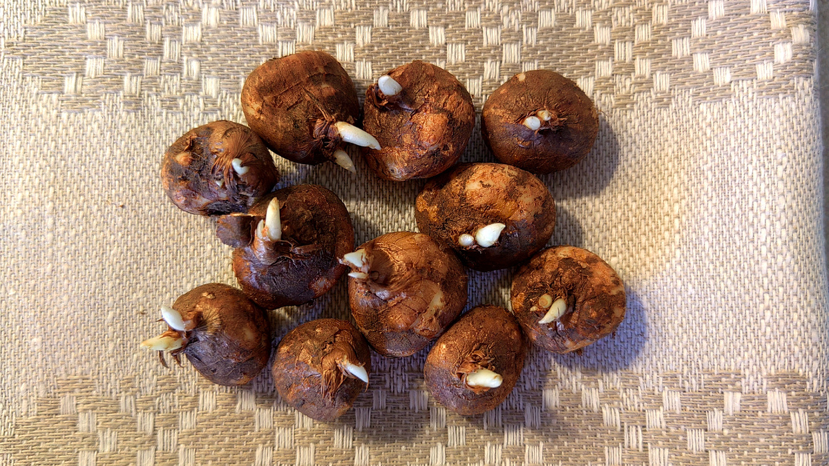 Осенние крокусы. Фото автора