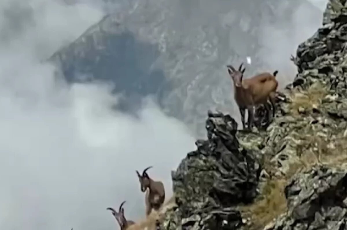    В Сочи туристы могут встретить серн, спускающихся с гор