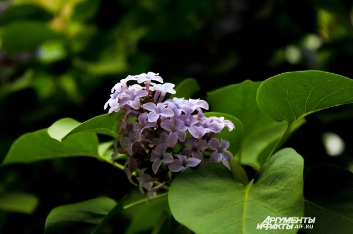    В Томске работники посадили 168 кустов пузыреплодника и 80 саженцев сирени