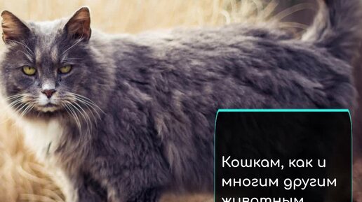 🐱Чего хочет кошка - расскажет её хвост!