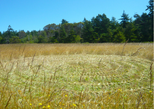 фото jeanneksimmons