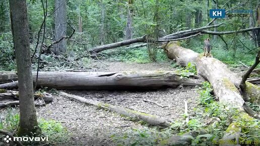 В калужском заповеднике засняли песню волка