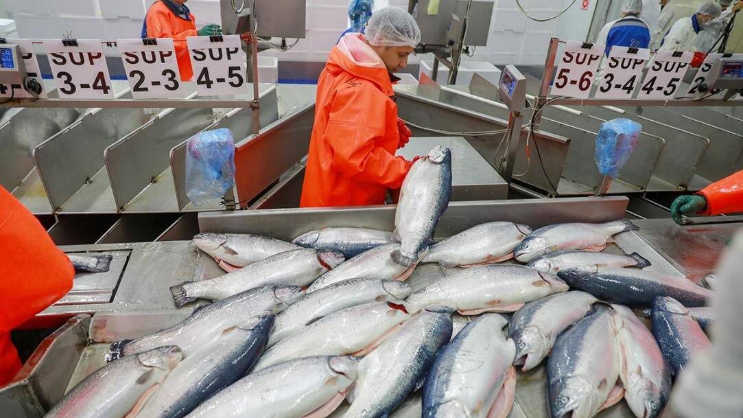 Фото: Рыбхоз. Всё о рыбе