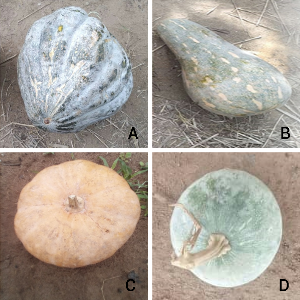    A) плод родительской линии Soubre; (B) плод родительской линии Long; (C) плод родительской линии Oval; (D) плод родительской линии Zouan-H. Фото: plos.org