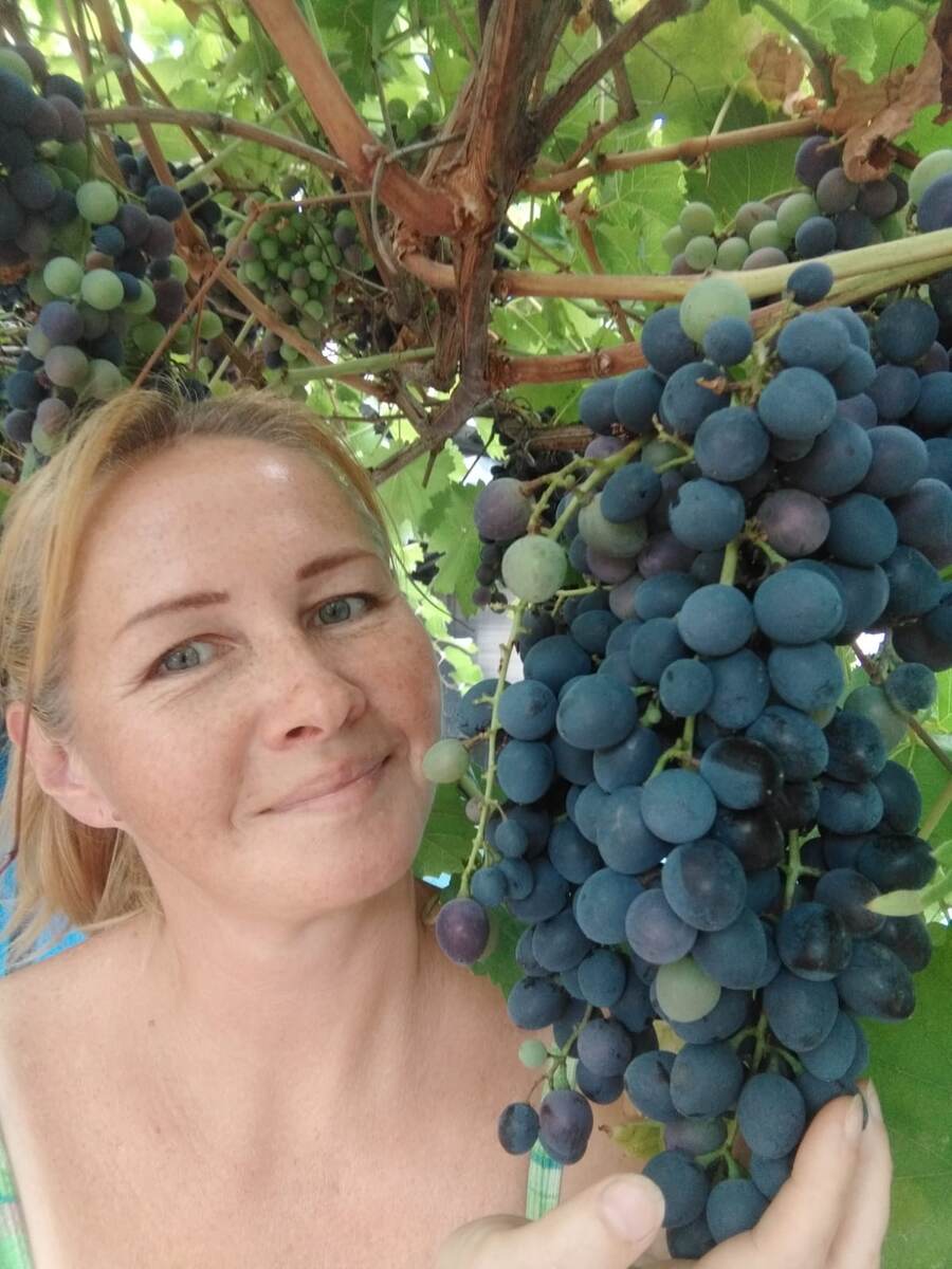 Виноград этого года "Молдова"