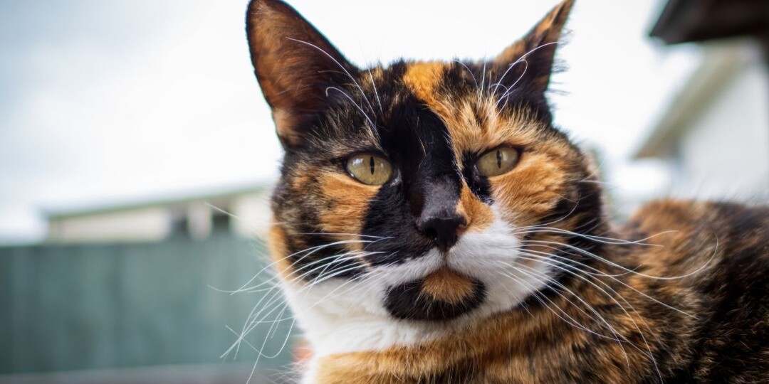 Что такое черепаховый окрас у кошек: почему он так редок у котов?