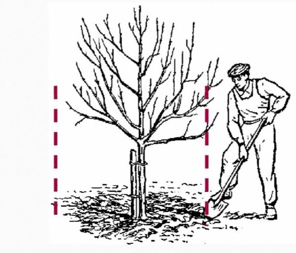 Дяденька роет неглубокую (см 15-20 глубиной) канавку, чтобы насыпать туда удобрения, засыпать и хорошо пролит
