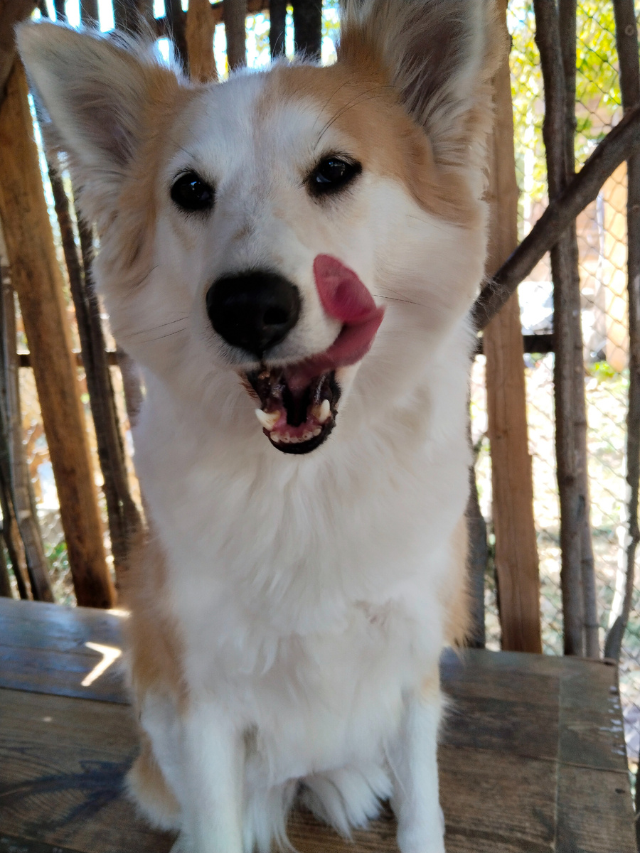 Съела мясного корма и осталась довольна 😋