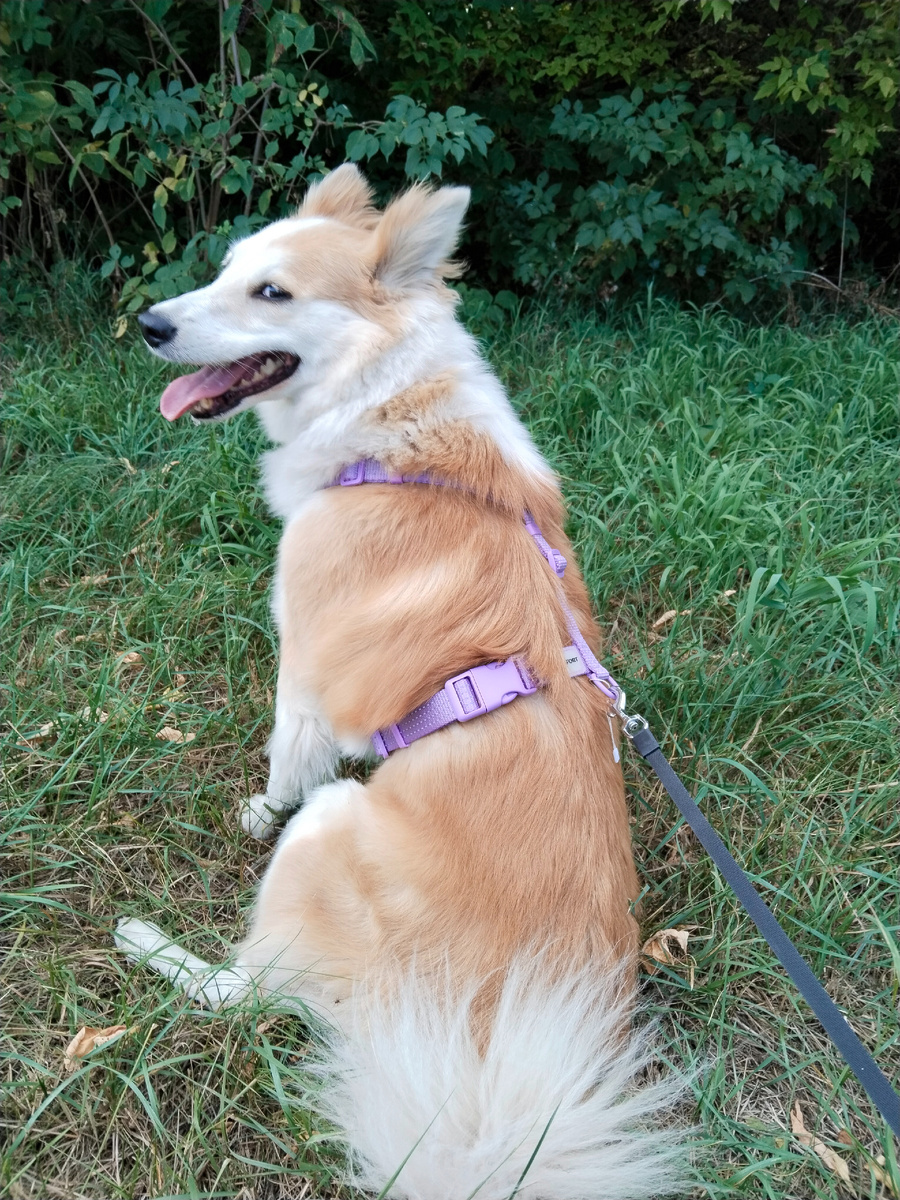 Какие ещё веганские корма?! Я вот 2 года уже "Мираторгом" питаюсь и все отлично! 