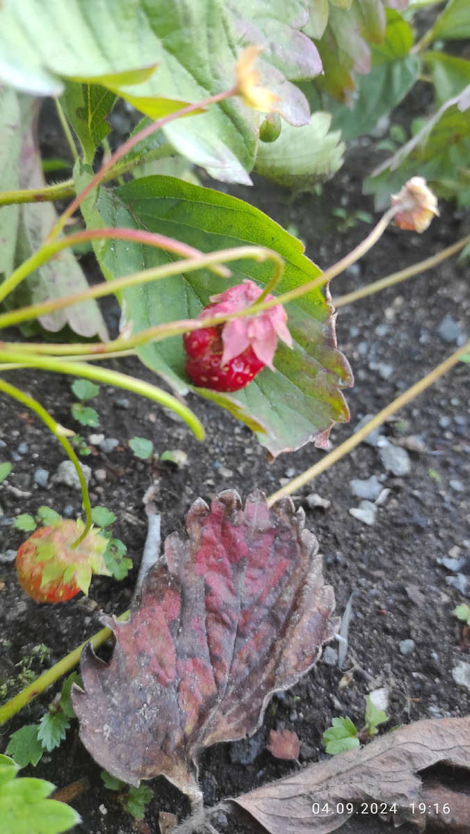 Остатки клубники.мелочь, но своя)))