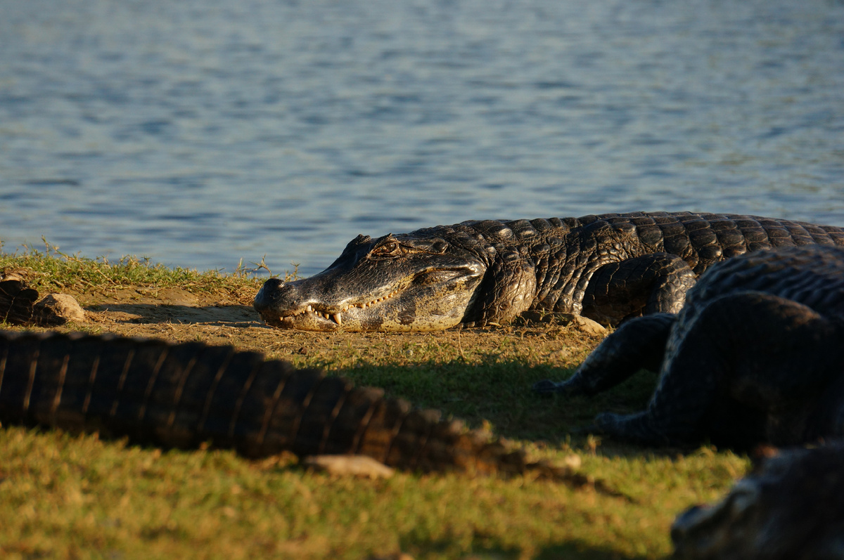 Автор фото: Юлия Кожевникова. Парагвайские кайманы (Caiman yacare) отдыхают на берегу реки. Пантанал, Бразилия