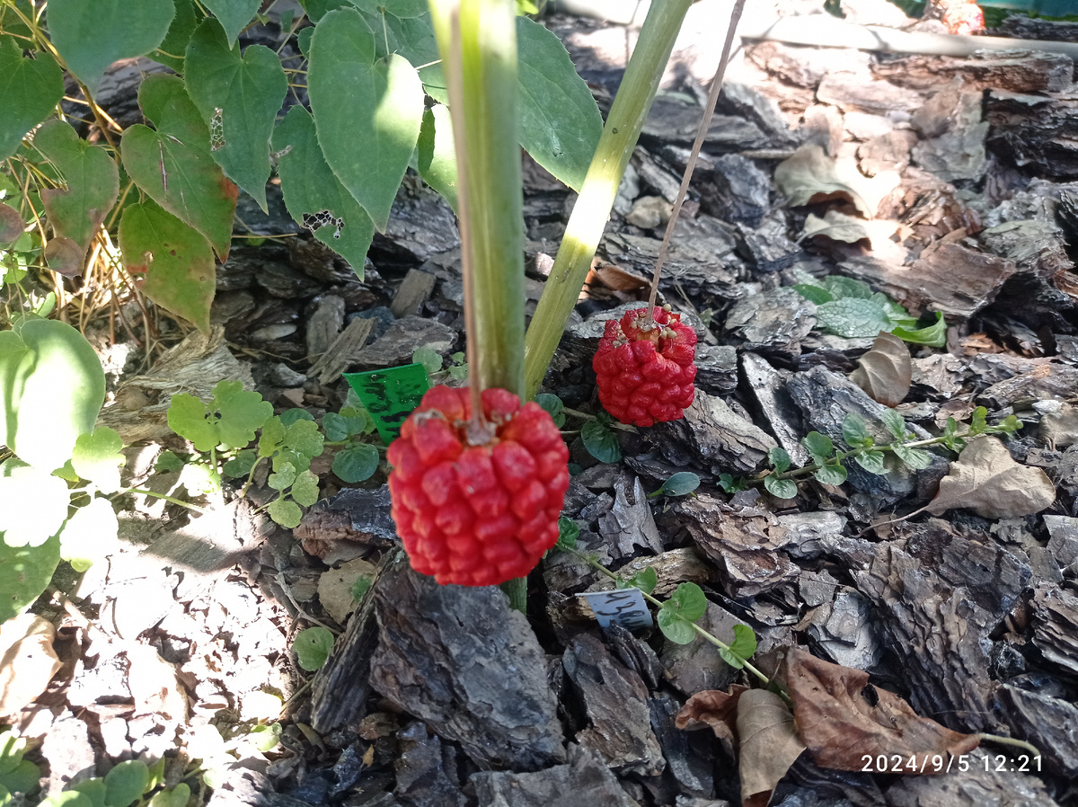 опасная красота