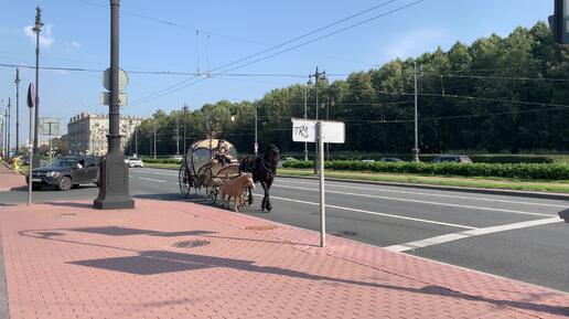 Лошадки в Питерском 