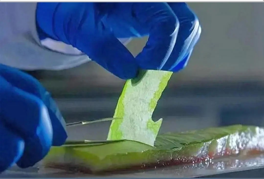 Арбузная пленка.