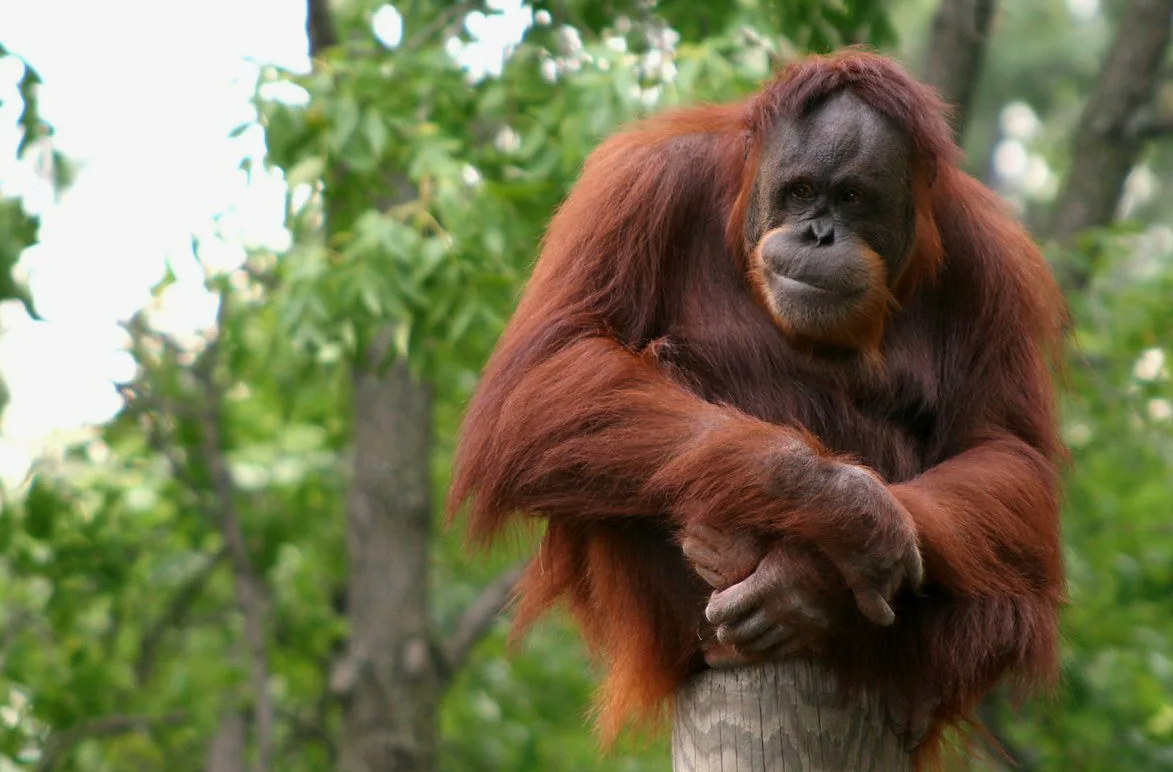 Суматранский орангутан