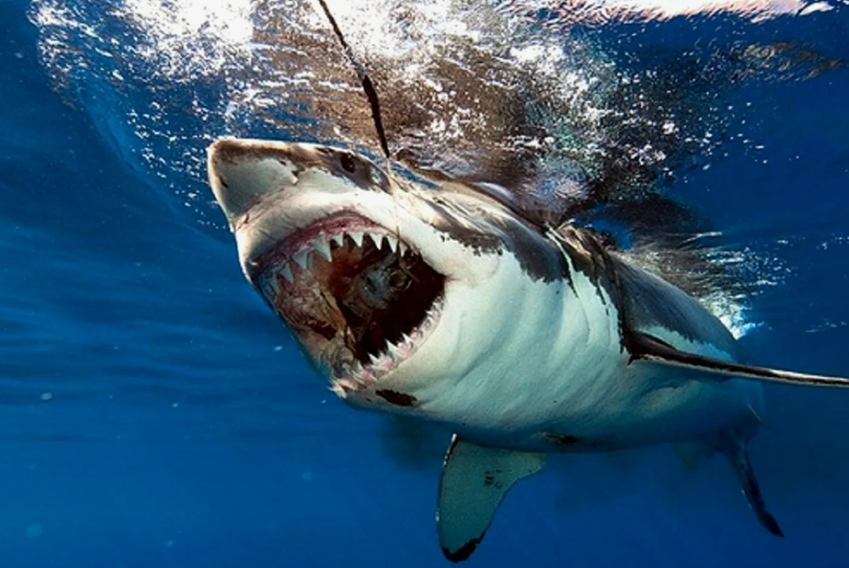 Белая акула (Carcharodon carcharias)