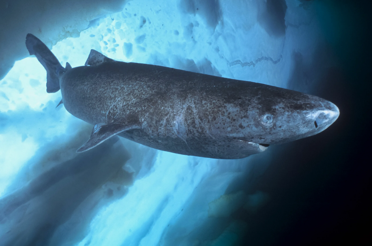 Гренландская полярная акула (Somniosus microcephalus)