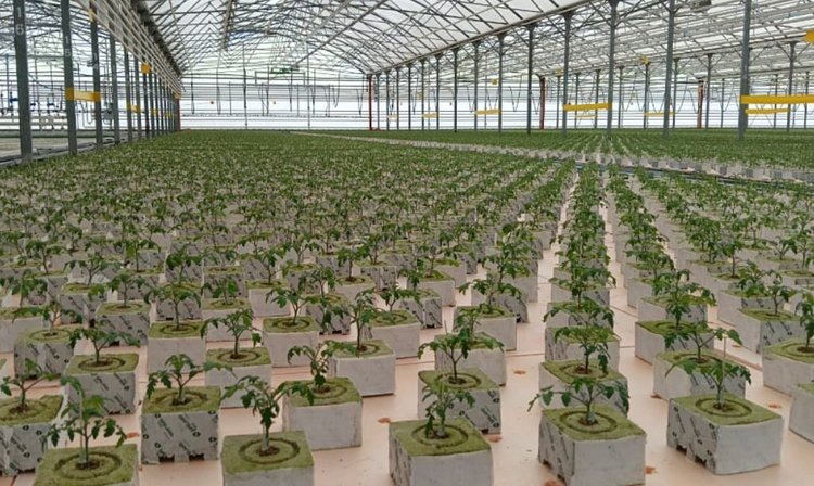     В волгоградском ССЦ «Росток» формируют генбанк отечественных овощных культур
