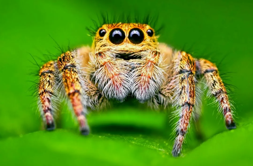 Пауки-скакуны (Salticidae)
