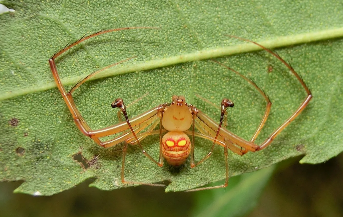 Паук-краб (Thomisidae)