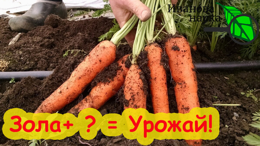 ЛУЧШЕ ЭТОЙ ПОДКОРМКИ НЕТ! Урожай моркови мешками! Финальная подкормка моркови перед уборкой.