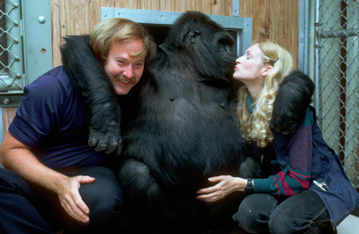 Горилла Коко