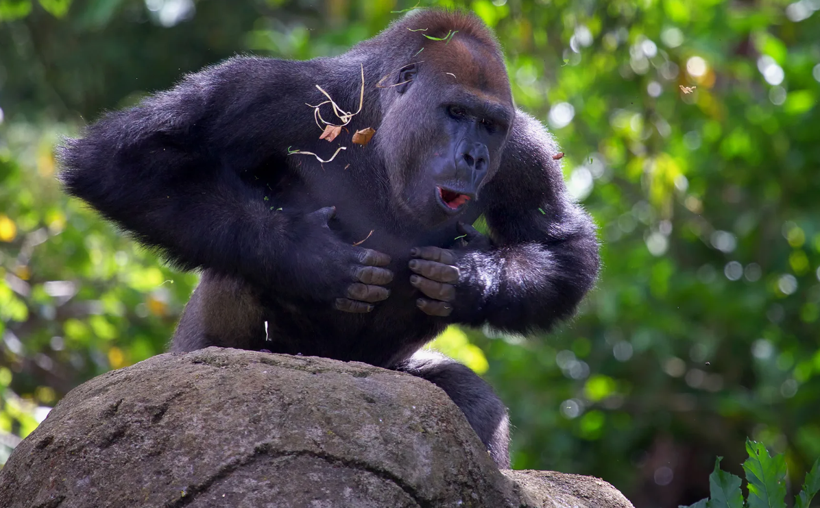 Самей гориллы бьет себя в грудь