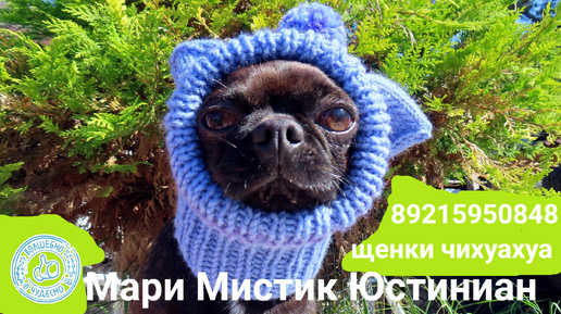 Юстиниан нашёл НОВЫЙ дом #купить_чихуахуа 89215950848 #продам_щенка_чихуа ЕСТЬ ДОСТАВКА по России