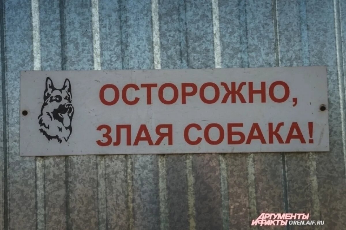    В Оренбуржье примут закон об особом режиме из-за собак