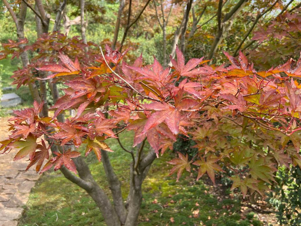 Клен японский краснолистный