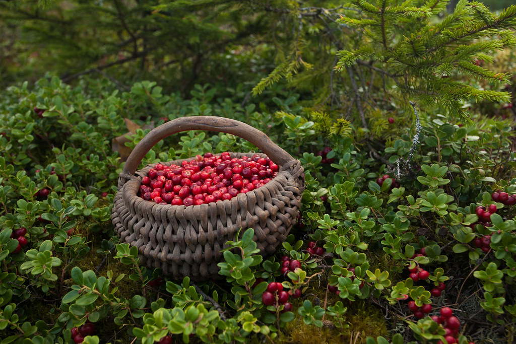 Фото: VisitEstonia / Wordpress.org / openverse