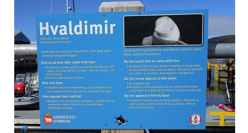    Публику на норвежском и английском языках предупреждают о недопустимости вмешательства в дела Хвалдимира, июнь, 2019 год / Викимедиа