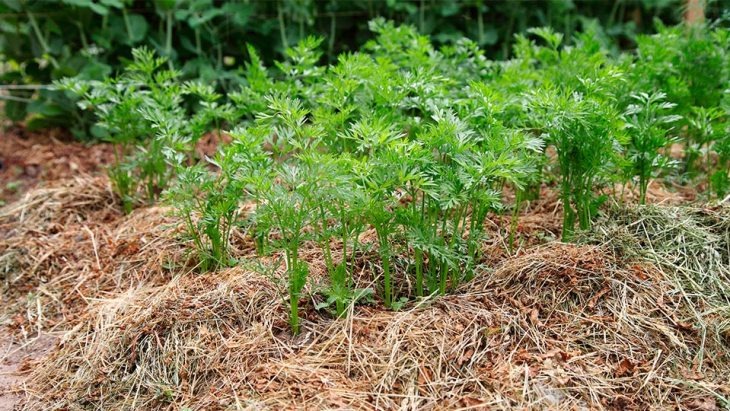 Мульчирование почвы сухой травой