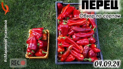 ПЕРЕЦ БОЛГАРСКИЙ 🌶 Какой же лучший и что сейчас надо сделать для быстрого созревания | с Мариной Гусаковой