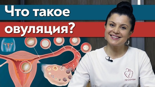 Что такое овуляция? / Как определить овуляцию?