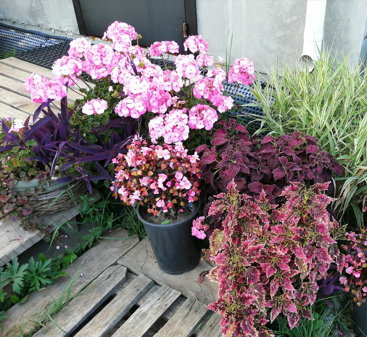 Этот цветочный шар около 1 метра в диаметре. Ближе к вечеру, в сумерках, пеларгонии будто светятся, благодаря светлому оттенку. 