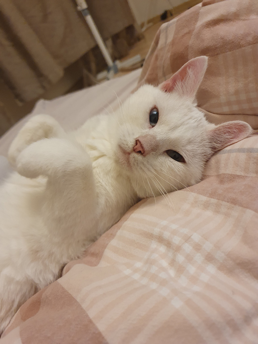 Не то кот, не то кролик