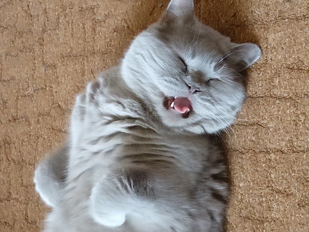 Котозубки