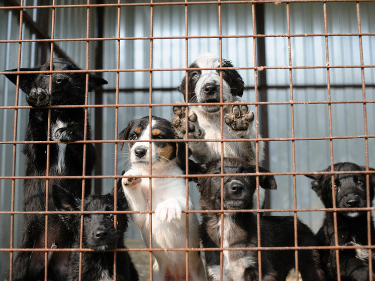     фото: kirov-portal.ru