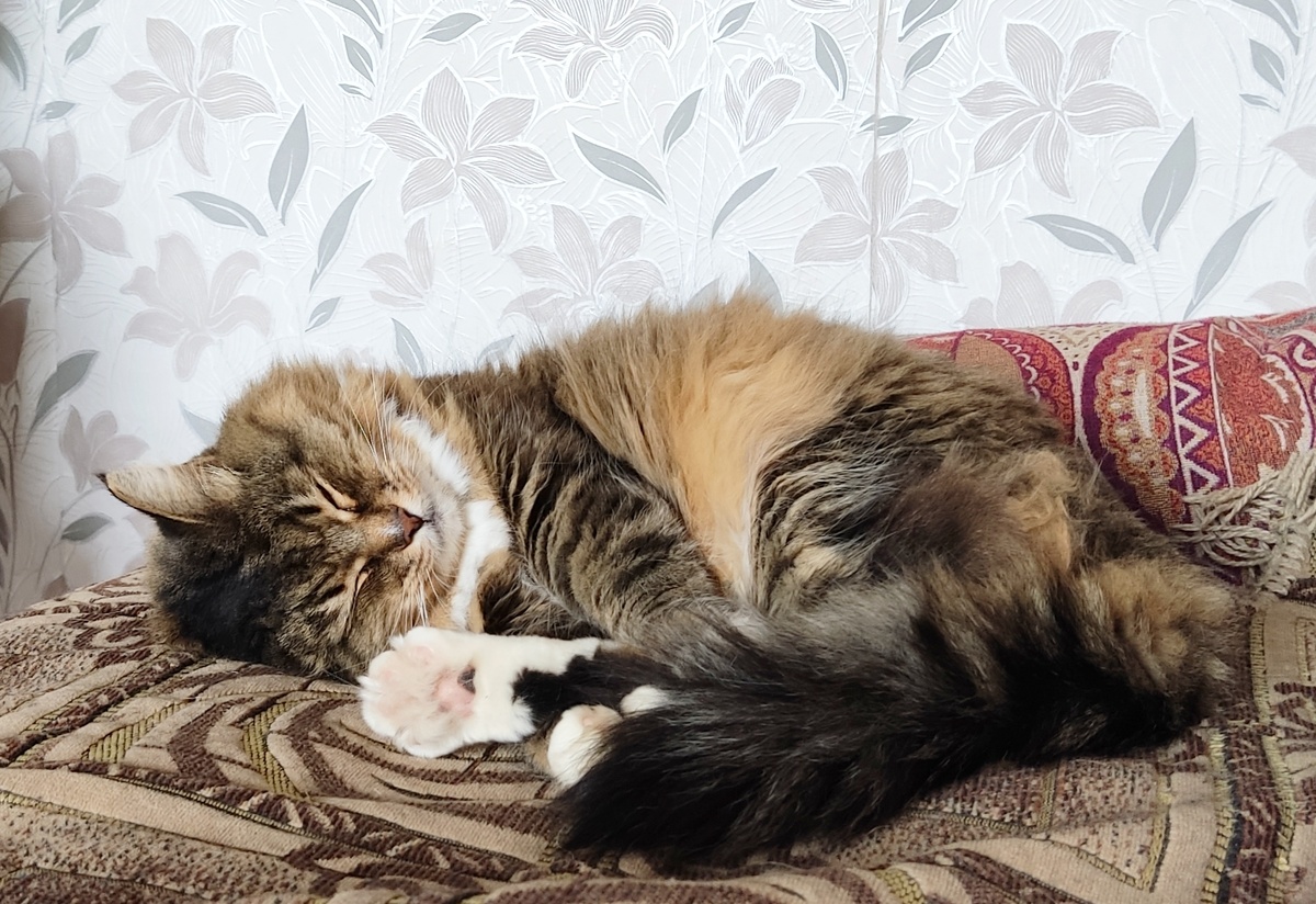 Сладко спать - самое вкусное на свете. 