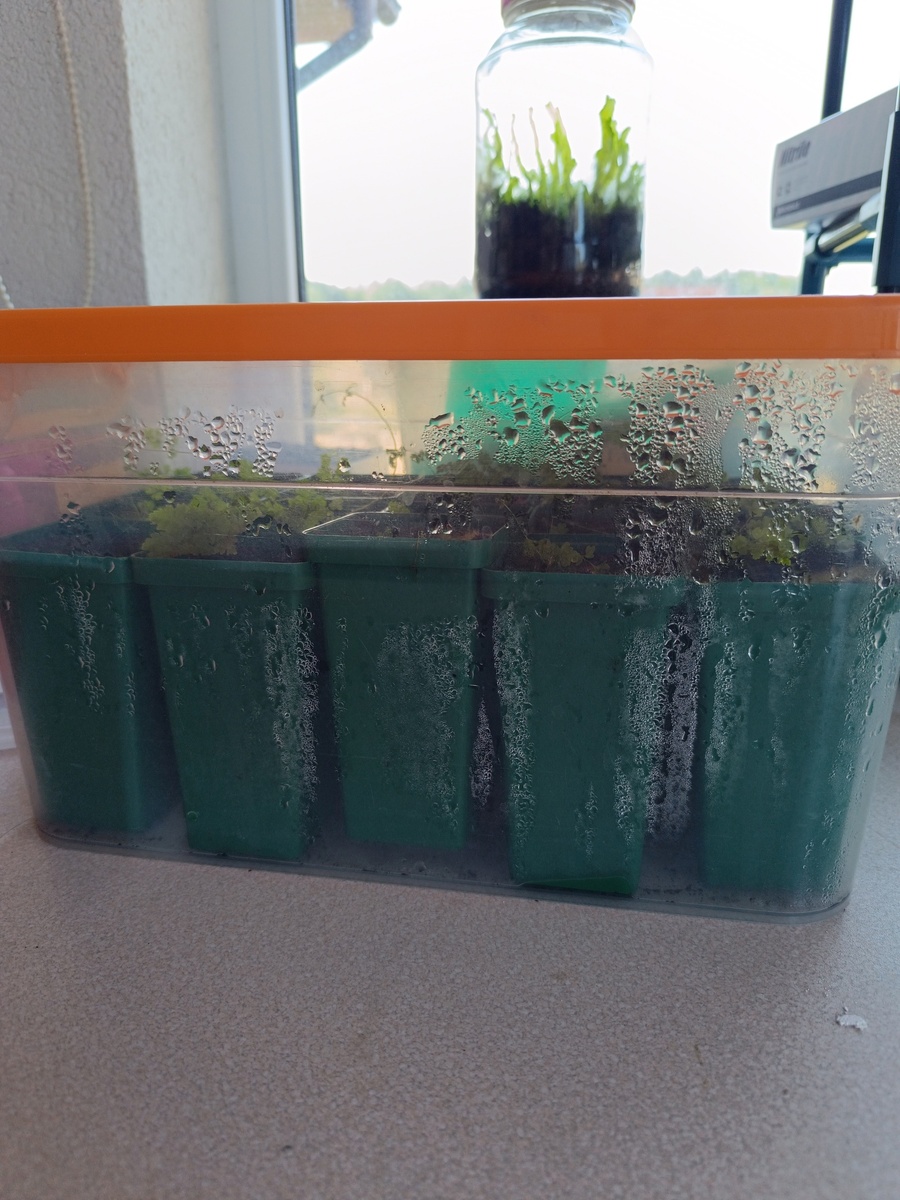 вот они ясли какие