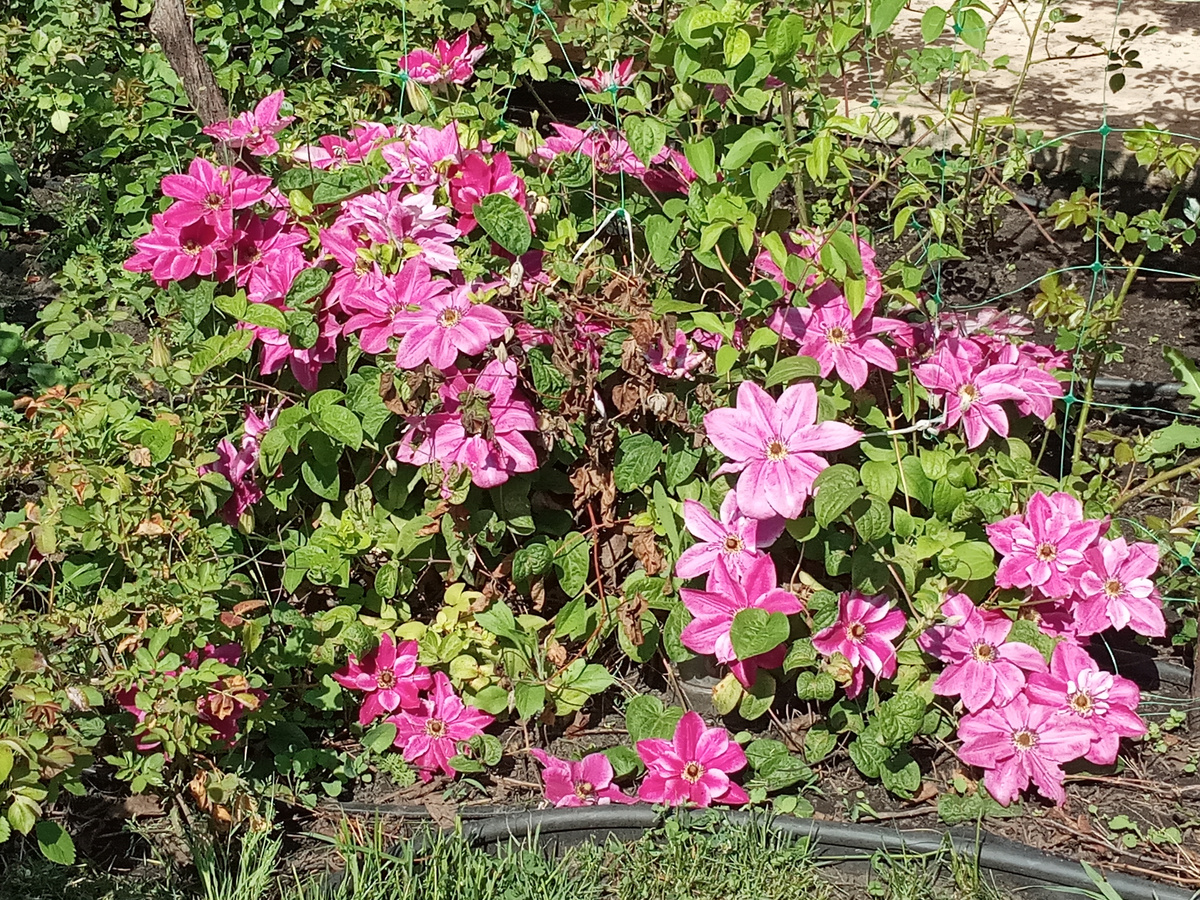 клематис Май Дарлин. Лето 2024