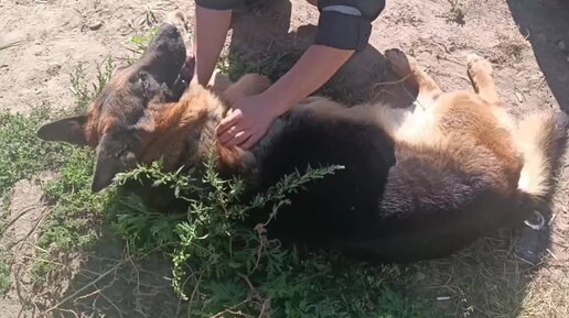 Пёс Муха поступил в приют с серьезной травмой передней лапы. Его хозяева не нашлись. Видео с канала 