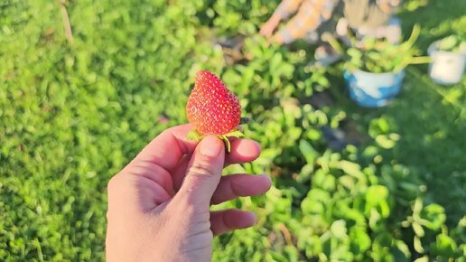 Сентябрьский урожай клубники: мамино полезное хобби