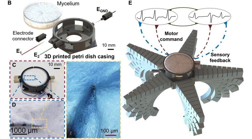   Anand Kumar Mishr et al. / Science Robotics, 2024