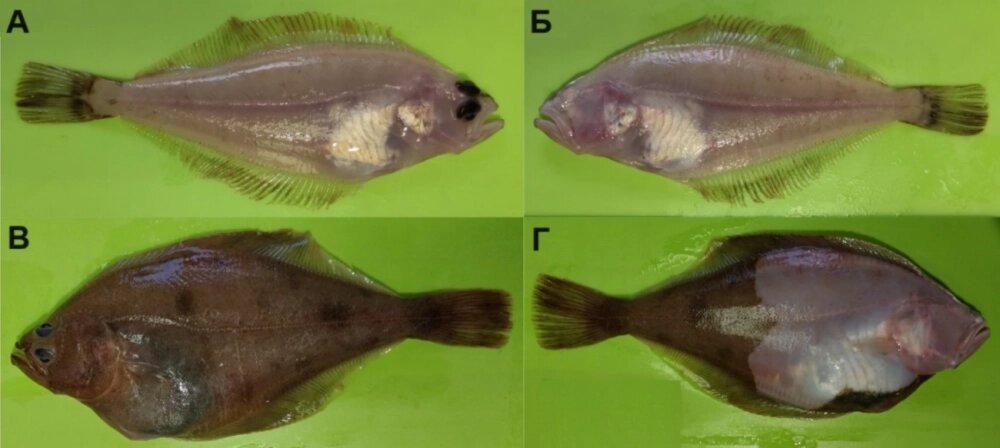    Рис. 1. Нормальный экземпляр (А – зрячая сторона, Б – слепая сторона) и особь с искривленным позвоночником (В – зрячая сторона, Г – слепая сторона) беринговоморской палтусовидной камбалы Hippoglossoides robustus из западной части Чукотского моря. Фото: Институт проблем экологии и эволюции им. А.Н. Северцова РАН